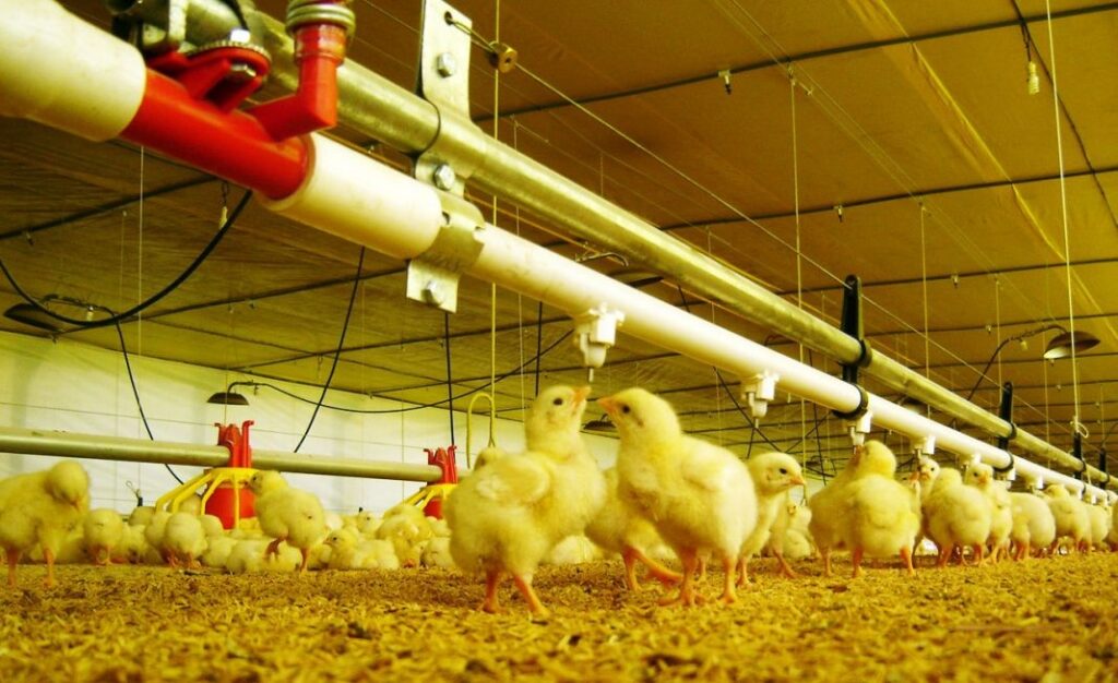 Climatización para granjas de pollos