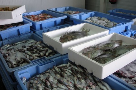 Cámaras frigoríficas para pescaderías